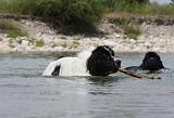 TERRE NEUVE & LANDSEER 079